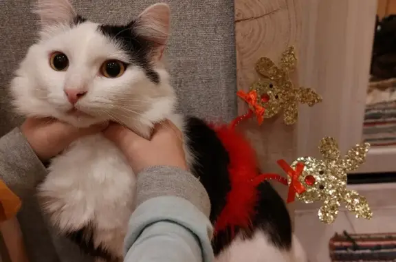 Пропала кошка Пушок, ул. Плеханова 36, Рыбинск