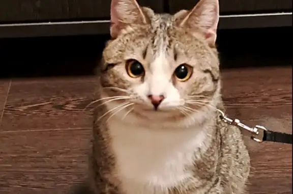 Кошки потеряшки, Ярославль, фото: Потеряшкаи кошка и кот: ул. Ньютона 28В, Ярославль