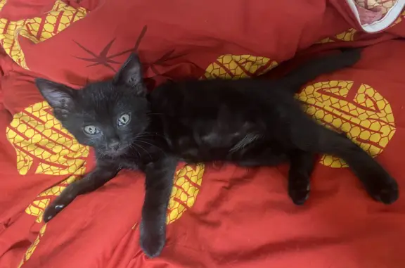 Пропала кошка: черный котенок, 1 мес, ул. Ленина
