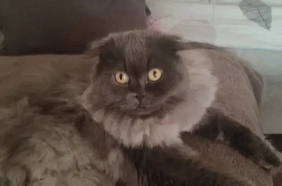 Пропала кошка Пепельный котик в Перми