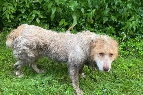 Собака-кобель алабая найдена у трассы, 42К-392, Гнилуша