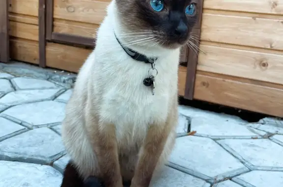 Пропала кошка Кот, окрасом похожа на сиамского