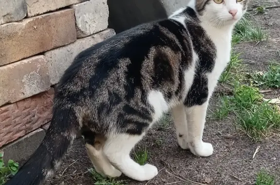 Найдена породистая кошка Котик, адрес: 46К-5320, Парфентьево