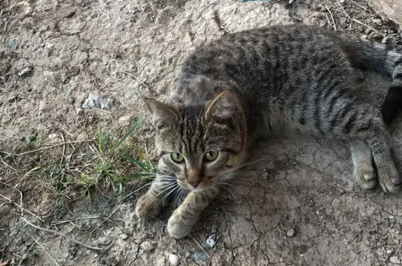 Пропала кошка Мурза в 4 микрорайоне, Калмыкия