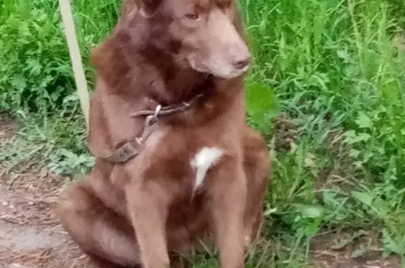 Пропала собака в районе Лисицинского карьера