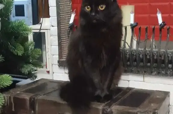Пропала чёрная кошка, ул. Мордовская, 68, Саранск