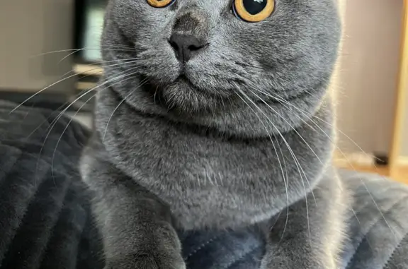 Пропал серый британский кот, ул. Якира, 7