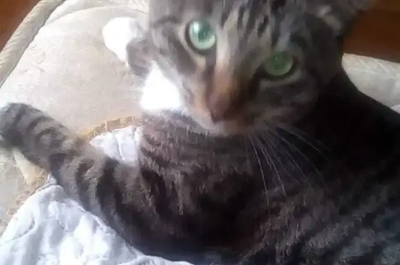 Кошки потеряшки, Санкт-Петербург, фото: Потеряшка кошка, ул. Маршала Казакова, 28 к1, СПб