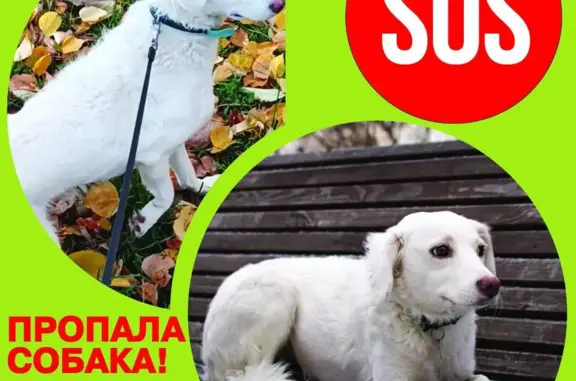 Пропала собака Баффи на Ангарской улице, Москва