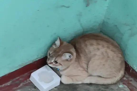 Найдена кошка в Твери, Спортивный переулок, 1А