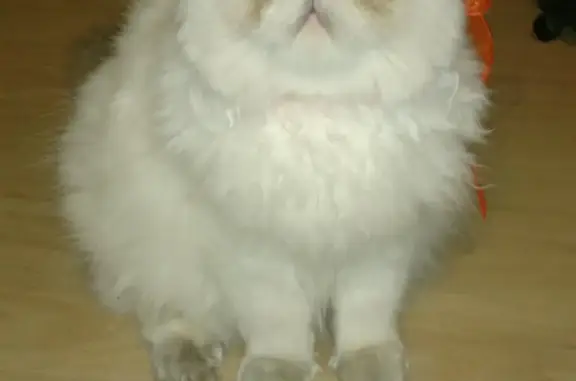 Пропала белая персидская кошка в д. Пешково, нуждается в лечении