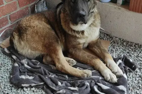Найден годовалый щенок Алабая в Владивостоке