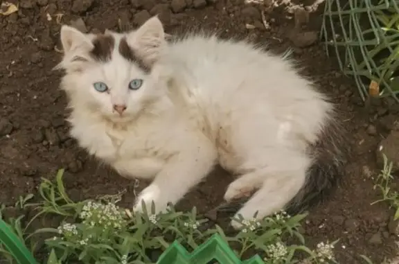 Пропала кошка, ВЛКСМ 50 лет, Валуйки