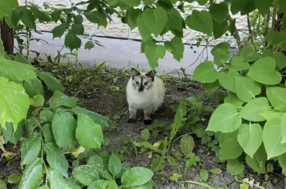 Найдена кошка, Санкт-Петербург, ул. Ленсовета 47