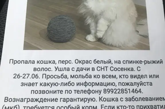 Пропала персидская кошка в Вологодской области
