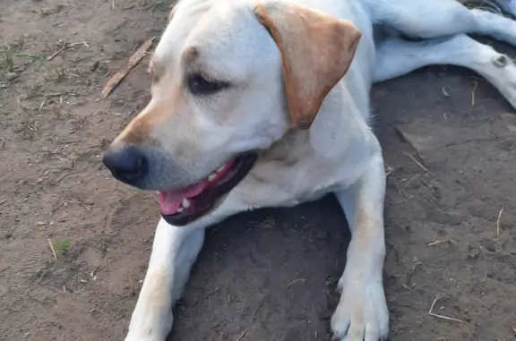 Найдена собака на пр. Ленина, Екатеринбург