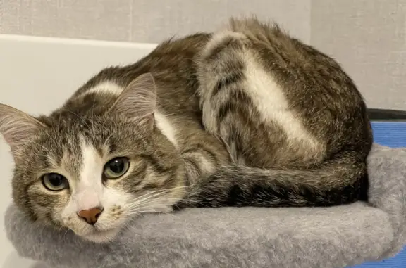 Кошки потеряшки, Иркутск, фото: Потеряшка кот, бульвар Рябикова, 21А, Иркутск