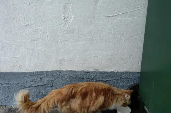 Потерянный рыжий кот на ул. Цюрупы, 20 к1, Москва
