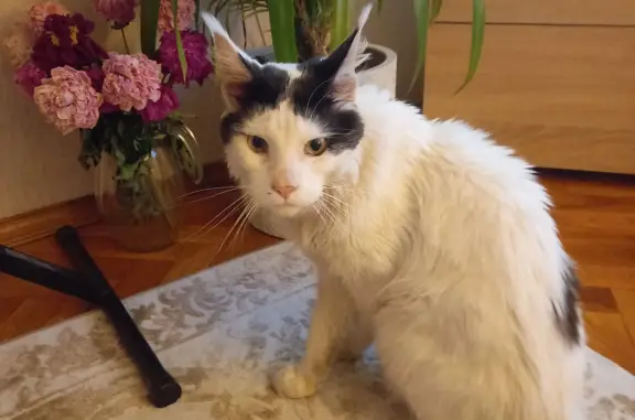 Найдена кошка Кот на Верхнеполевой ул., Ульяновск