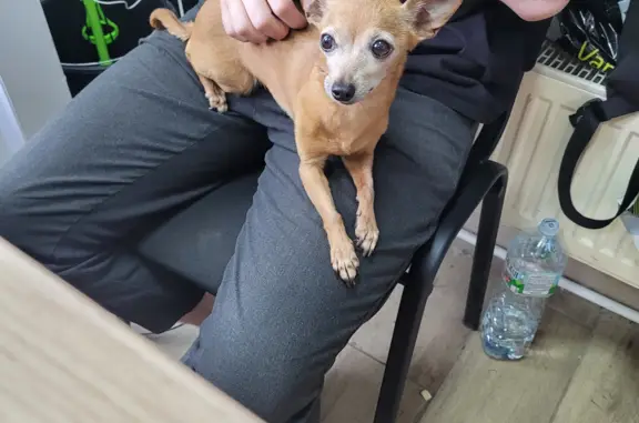 Собака найдена на Будапештской улице, 71 к1, СПб