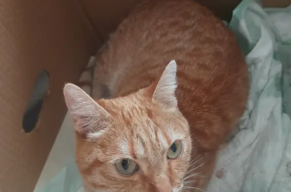 Найдена кошка Кот, рыжий, с поврежденными задними лапами, ул. Текстильщиков, 4