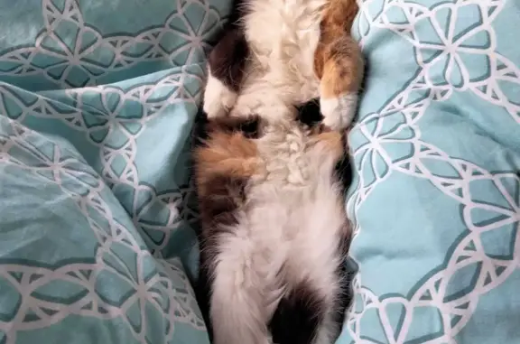 Кошки потеряшки, Екатеринбург, фото: Потеряшка кошка Маня, Ж/Д Вокзал, Екатеринбург