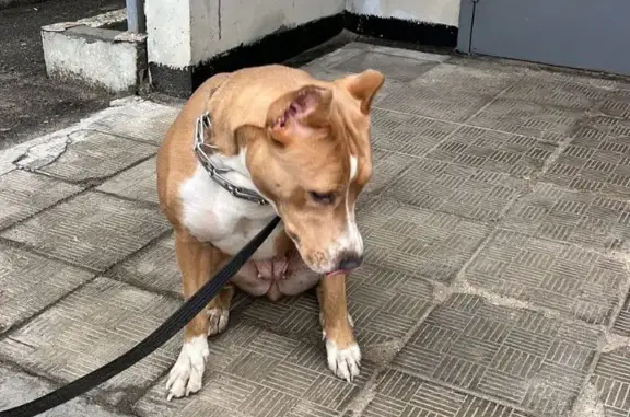 Найдена собака стафф в Домодедово