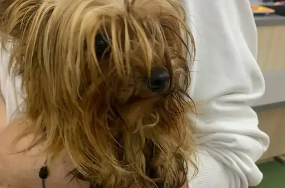 Найдена собака Йоркширский терьер в Алабушево