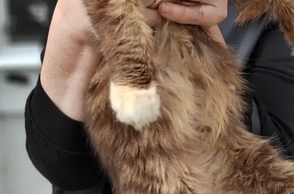 Найдена кошка в мкр. Сокольники, ищем передержку в Новомосковске