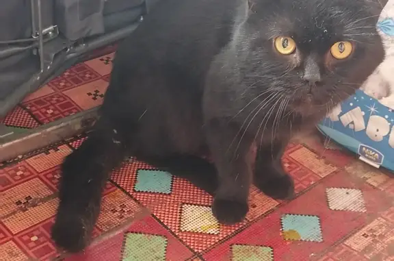 Найден чёрный кот с жёлтыми глазами, ул. Бергавинова, 15, Архангельск