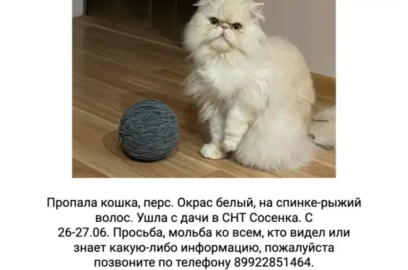 Пропала персидская кошка на Дачной улице, Кувшиново