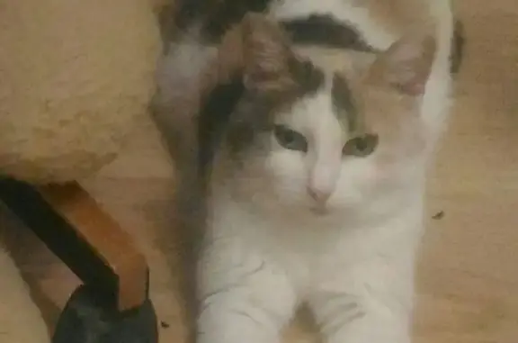 Пропала кошка на Молодогвардейской, 40, Самара