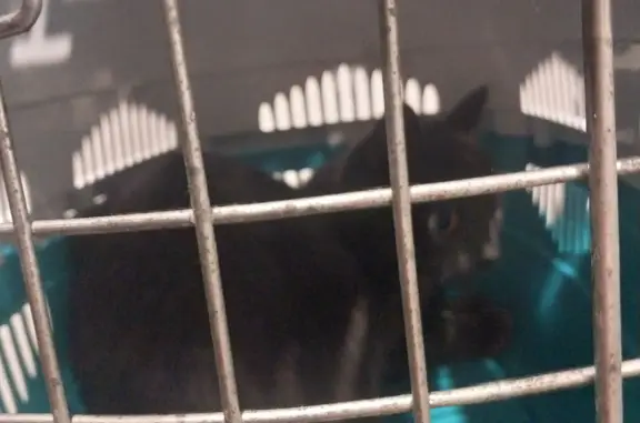 Крупный серый кот на окне 1 этажа, ищет дом