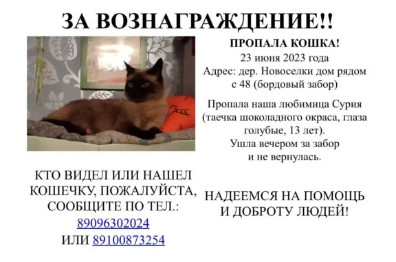 Пропала кошка в деревне Новосёлки, пр. Красной Армии, Сергиев Посад