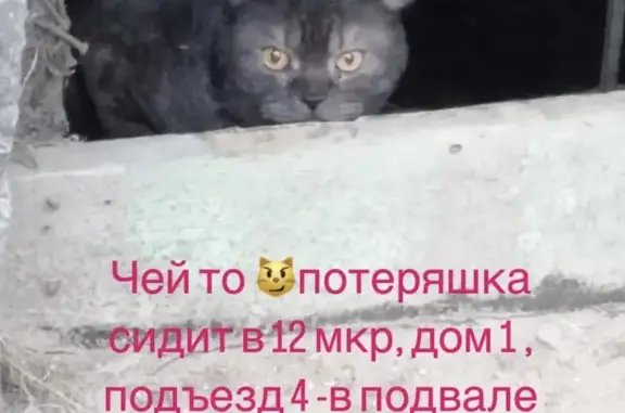 Найден кот Красивый, влажный корм, Ангарск