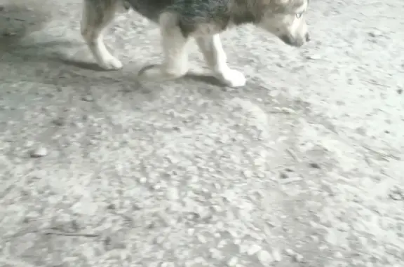 Найден щенок (30.06) на Соколинной горе, похож на хаски, верну хозяину
