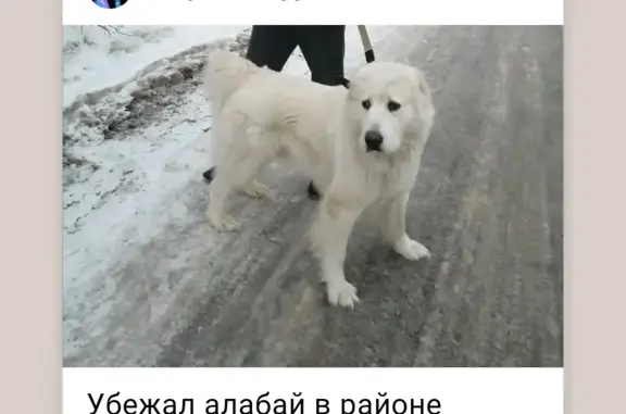 Пропала собака в Рябково, Курганская обл.