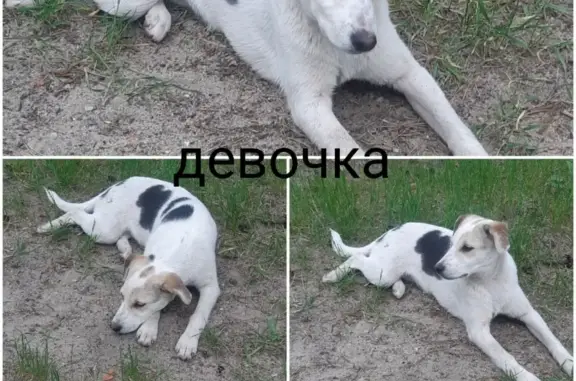 Пропала собака: дворовая, желтая бирка, Касимов, Рязанская область