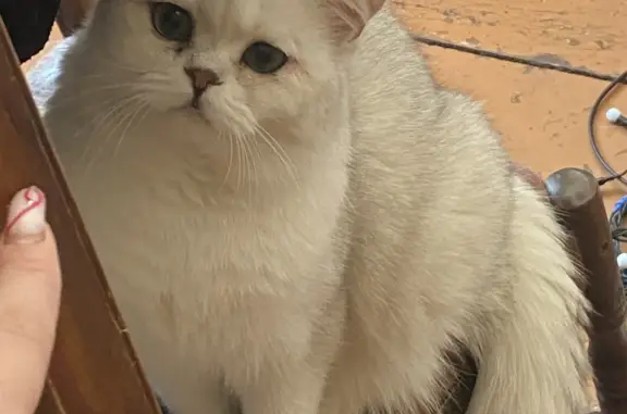 Кошки потеряшки, Новосибирск, фото: Потеряшка бело-серебристый Британец, ул. Коминтерна, 13, Новосибирск