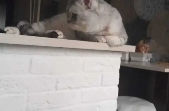 Кошки потеряшки, Сновицы, фото: Потеряшка кот, 2 года, Снт Содышка, Сновицы