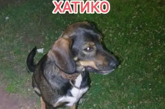 Найдена собака в Краснодаре, нужна помощь!