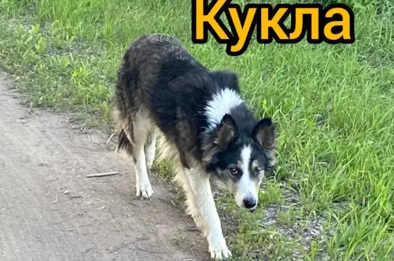 Пропала собака с чёрно-белым окрасом, 2 года, без одного глаза, Советская улица, 113
