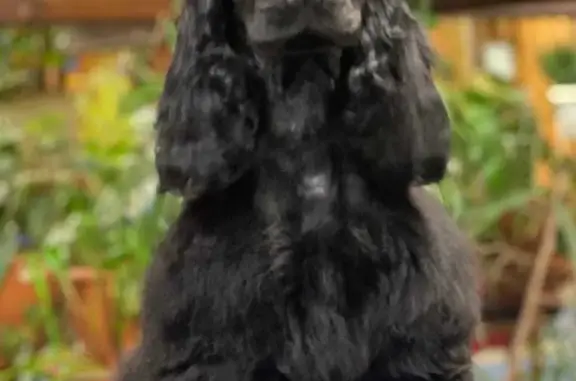 Пропала собака породы Английский кокер - спаниель, окрас чёрный, кличка Овация. Помощь в поиске на Среднеуральской улице, Ревда