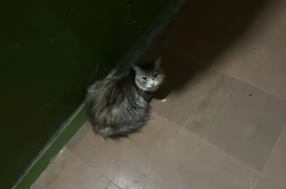 Ласковая домашняя кошка найдена на пр. Мира, 66
