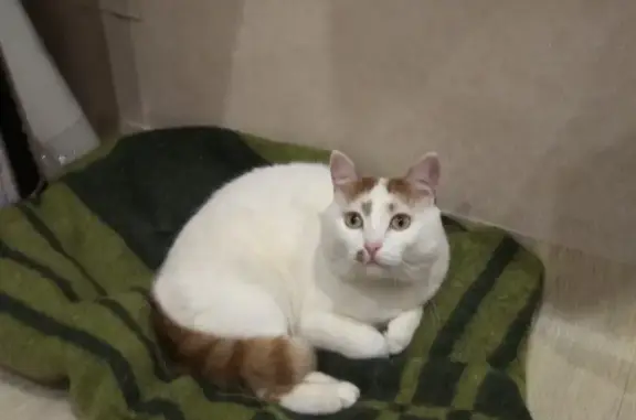 Пропала кошка в Красноярском крае, белый с рыжим ушами и хвостом