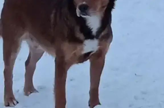 Пропала рыжая собака в Порожском поселении