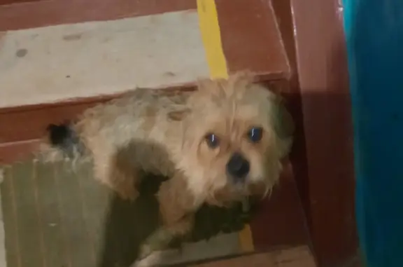 Собака Мальчик найдена в Кольчугино