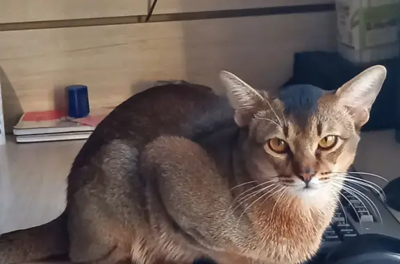 Кошки потеряшки, Ярославль, фото: Потеряшка кошка в Ярославле, Волгоградская улица, 41