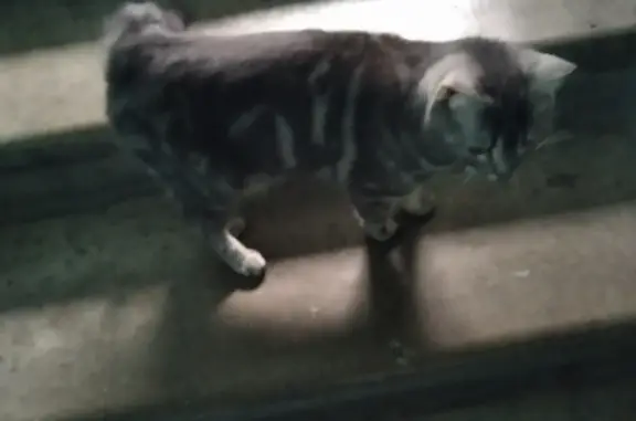 Найдена ласковая серая кошка возле дома на Барвихинской улице, Москва