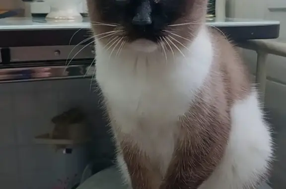 Кошки потеряшки, Новосибирск, фото: Потеряшка сиамская кошка, ул. Петухова, 42, Новосибирск